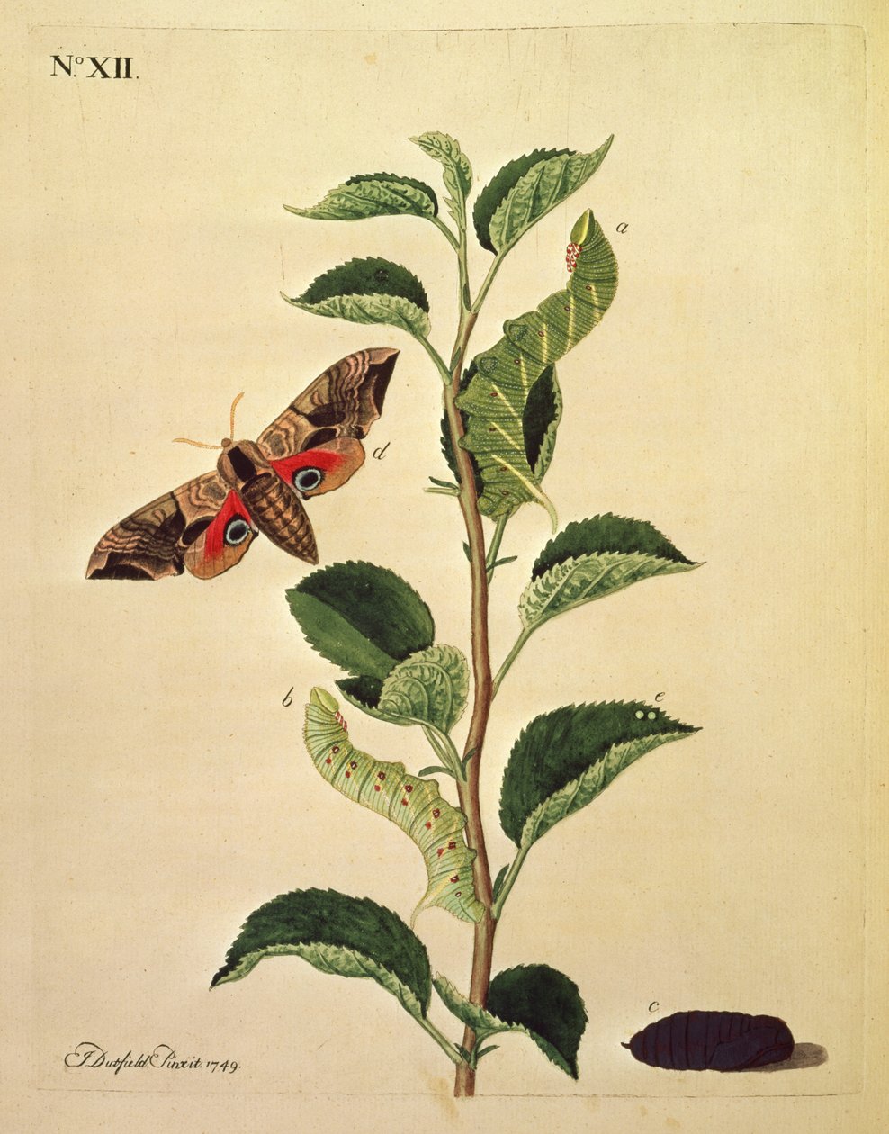 Motýli, housenky a rostliny: Dutfield od J. Dutfield