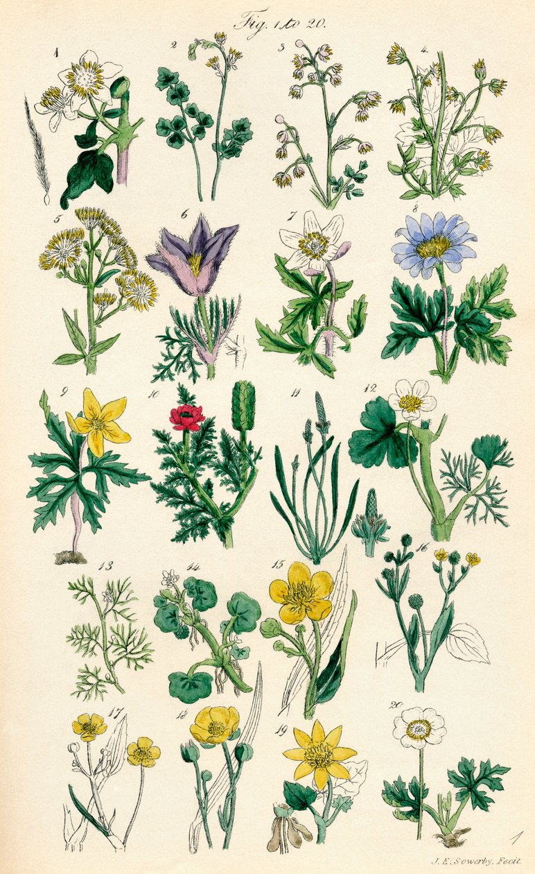Stránka barevných ilustrací z British Wild Flowers podle díla J. E. Sowerbyho a C. P. Johnsona od J. E. and Johnson C. P.  Sowerby
