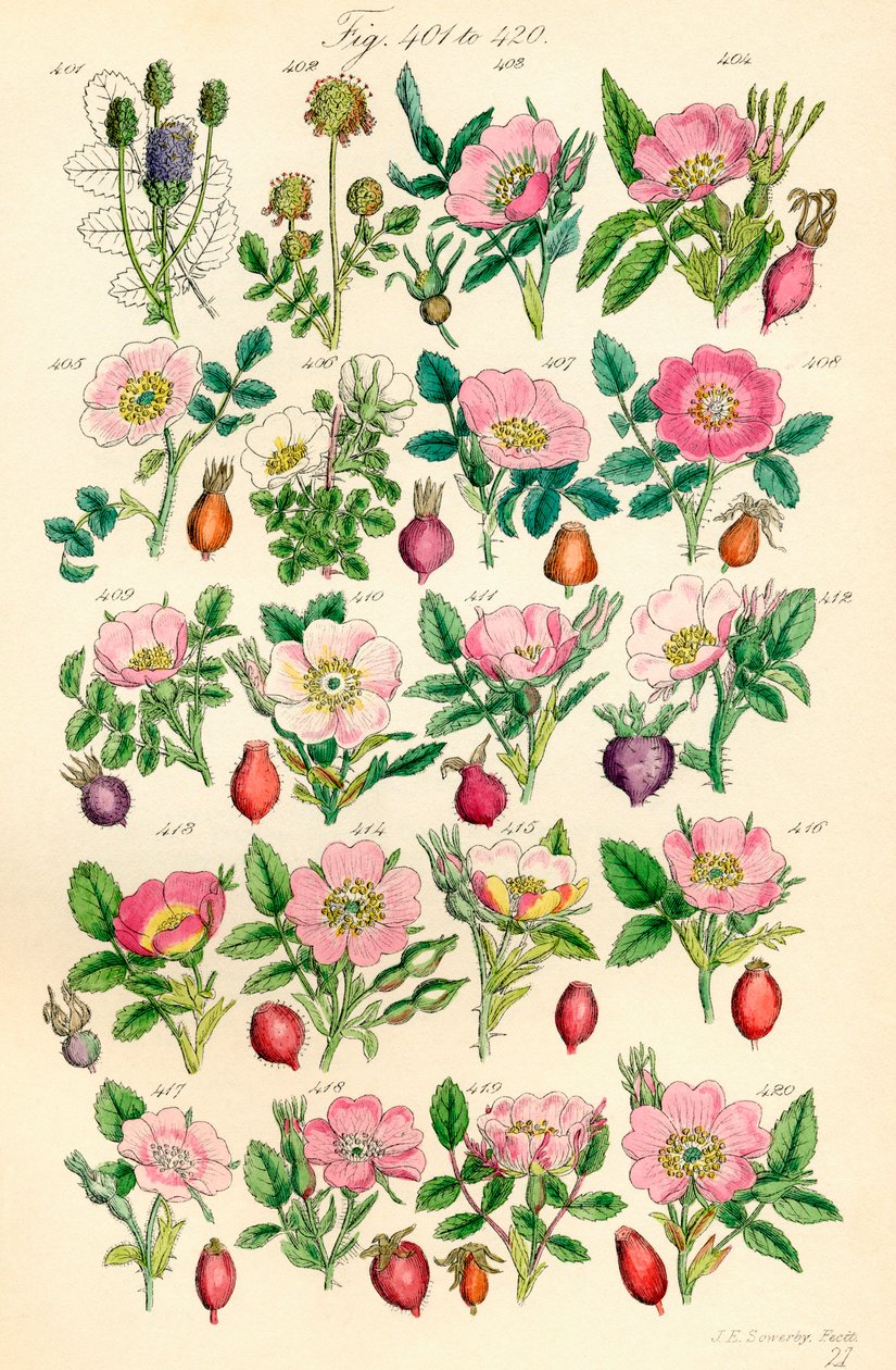 Stránka barevných ilustrací z British Wild Flowers podle díla J. E. Sowerbyho a C. P. Johnsona od J. E. and Johnson C. P.  Sowerby