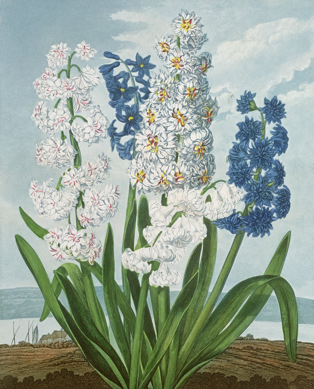 Hyacinty, vyryté Warnerem, z 