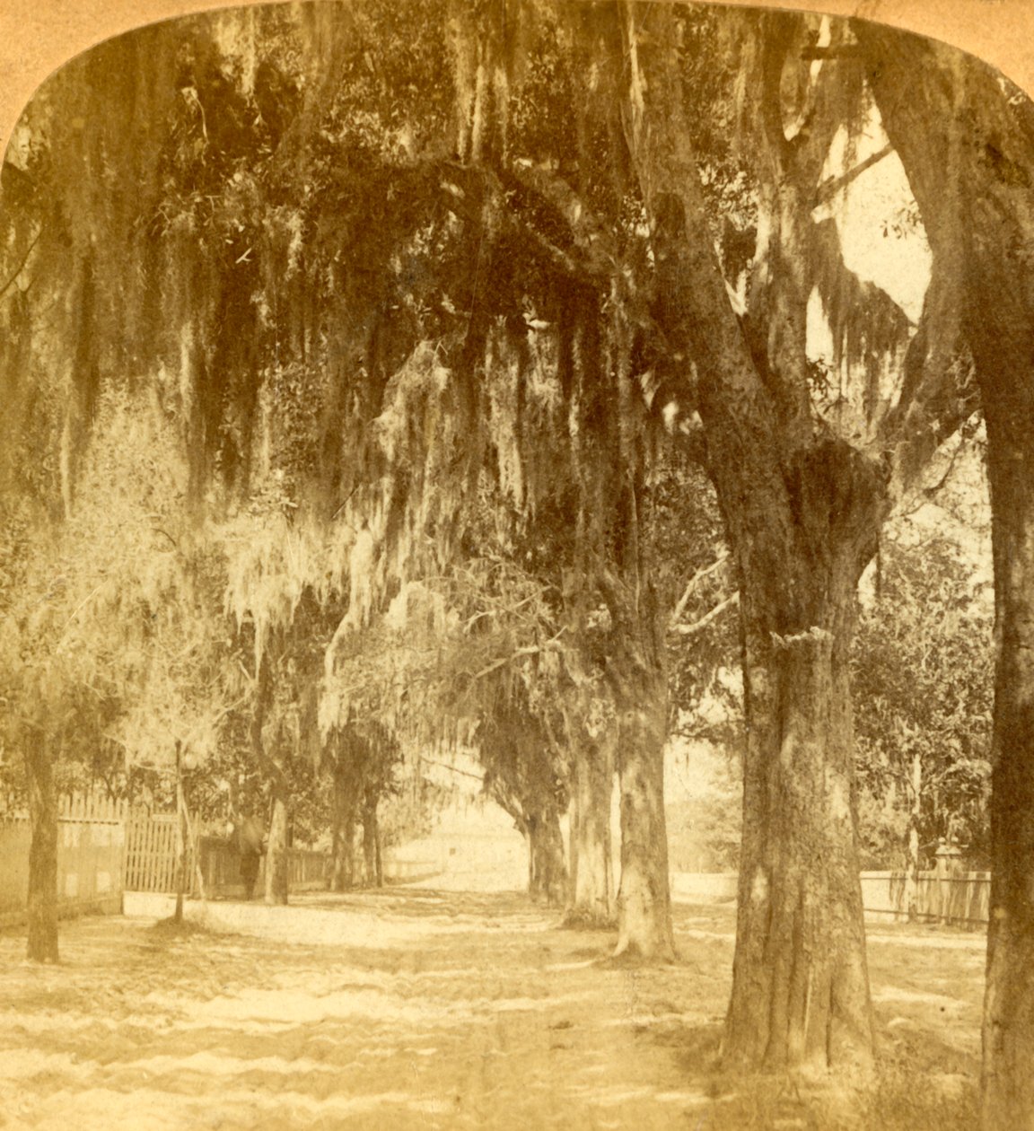 Vchod do St. Augustine, Florida, USA, 1901. od J. F. Jarvis