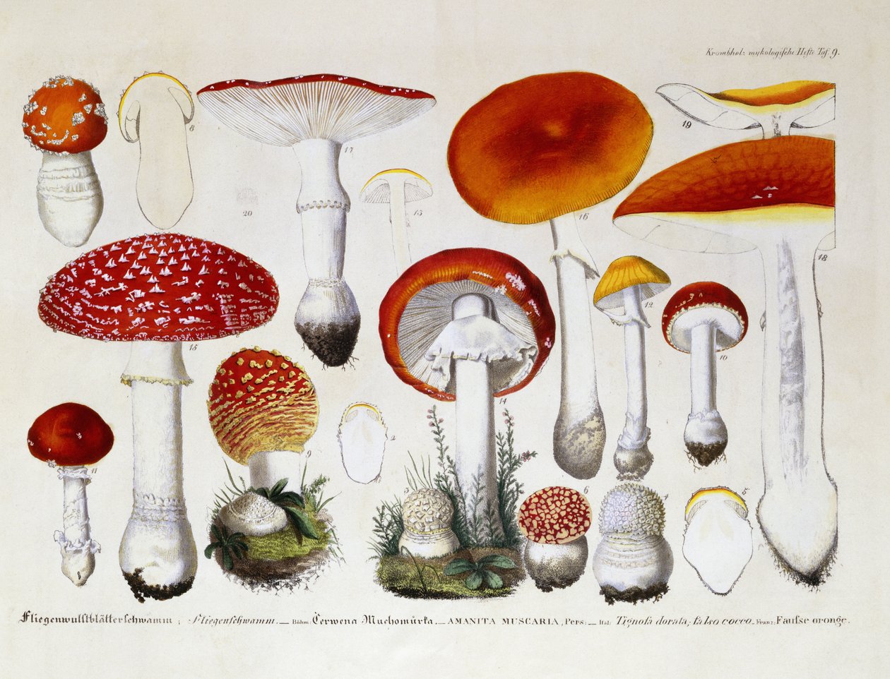 Amanita Muscaria, kolem 1831-46 od J. G. Calve