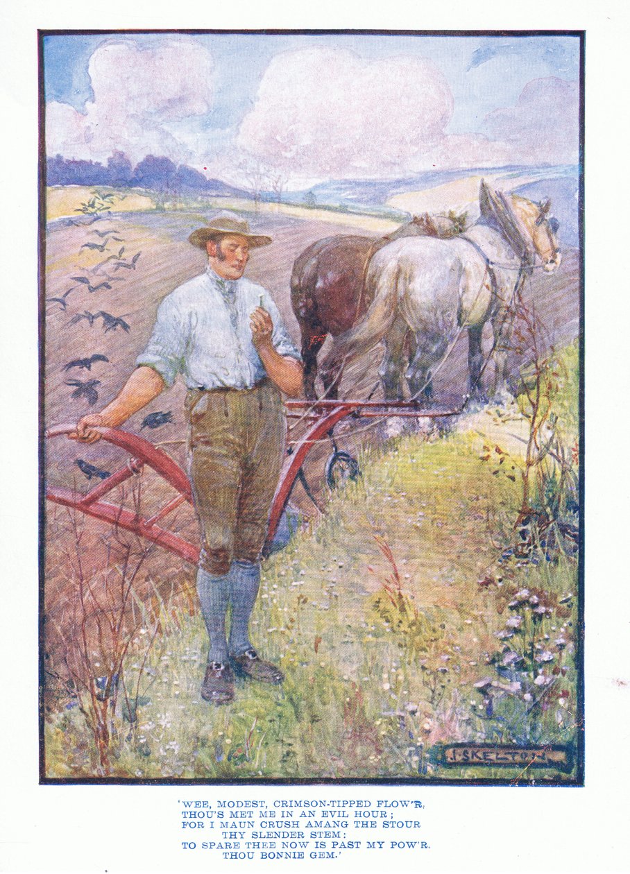 Malý skromný květ s karmínovou špičkou, z anglické literatury pub. od T C & EC Jack, kolem roku 1920 od J. R. Skelton