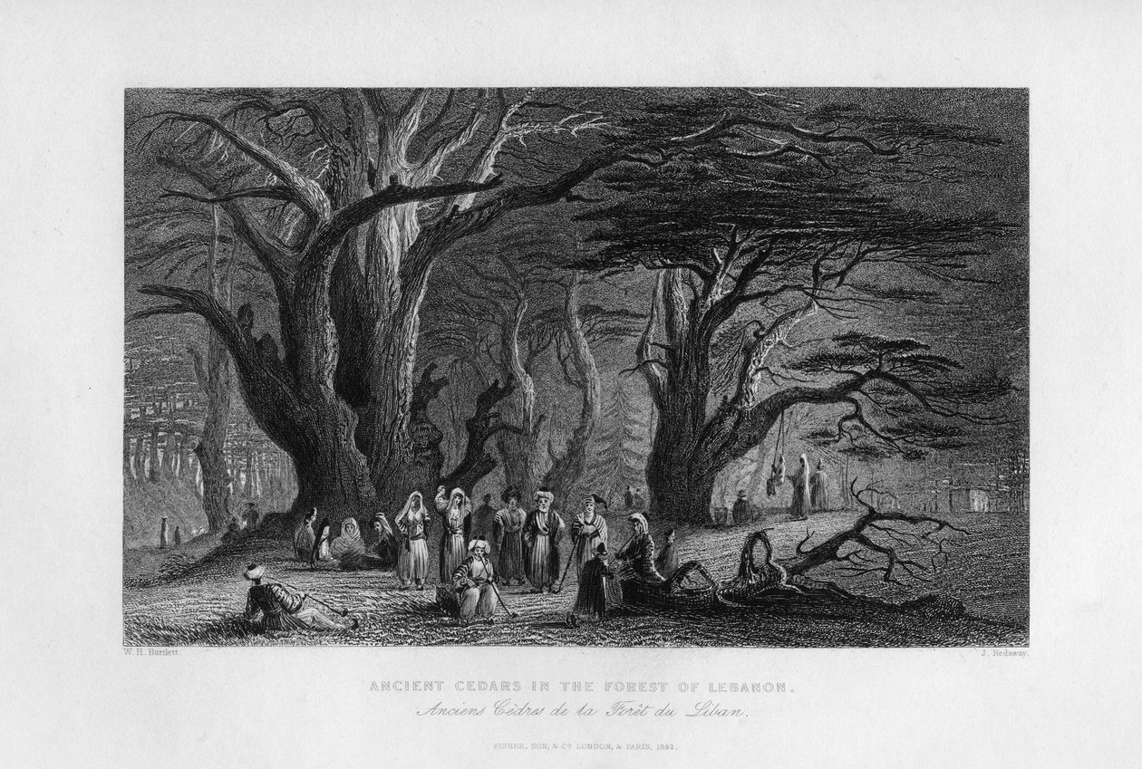 Starověké cedry v libanonském lese, 1841 od J. Redaway