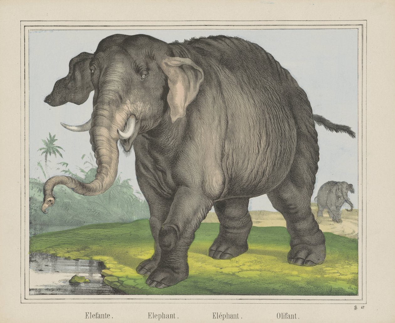Slon. / Slon. / Slon. / Olifant (název na objektu) od J. Scotti