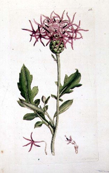 Great Knapweed, ze svazku "English Botany" pub. 1790-1814 (ručně kolorovaná rytina) od J. and Smith J.E. Sowerby