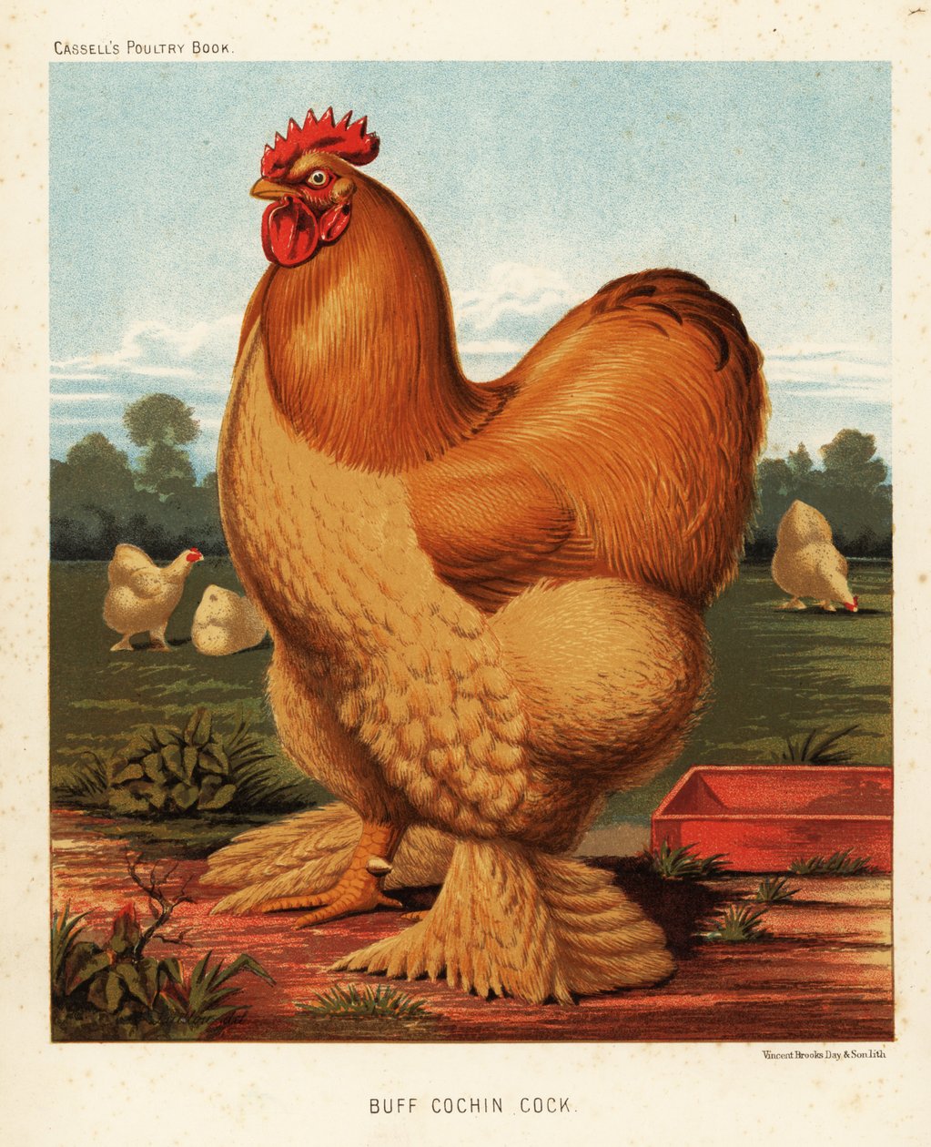 Buff cochin kohout od J. W. (after) Ludlow