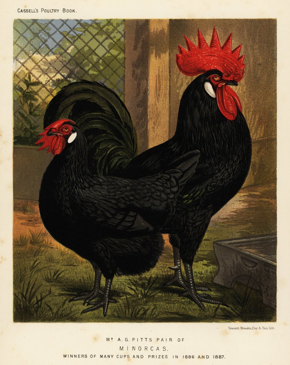 Kuřata Minorca, kohout a slepice, Gallus gallus domesticus od J. W. (after) Ludlow