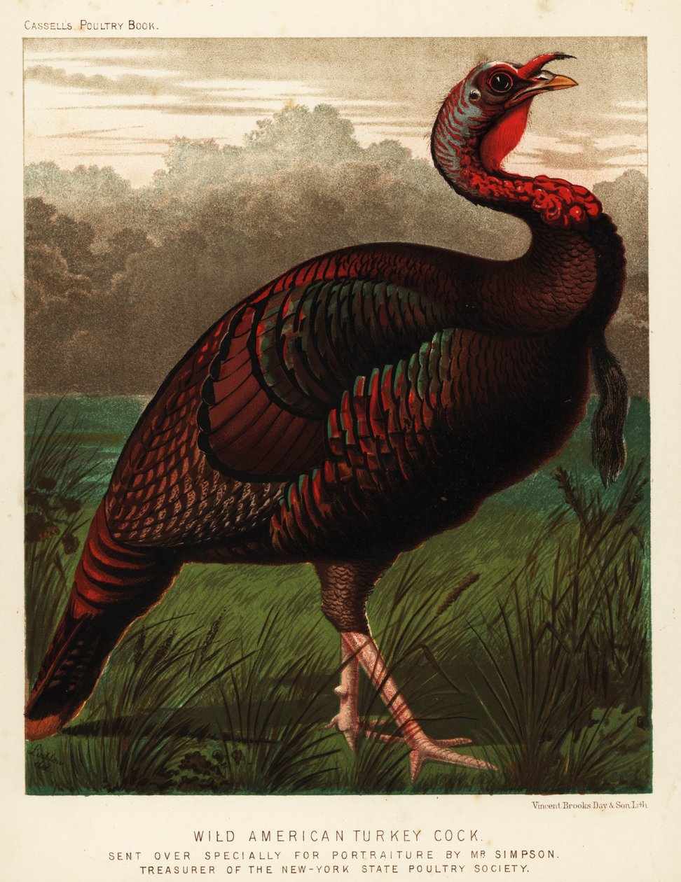 Divoký americký krůtí kohout, Meleagris gallopavo od J. W. (after) Ludlow