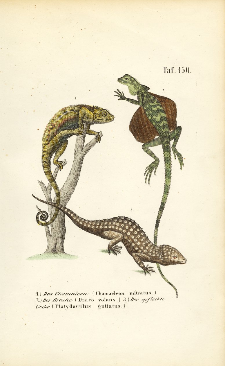 Chameleon, létající drak a gekon Tokajský od J. W. Tenhaeff