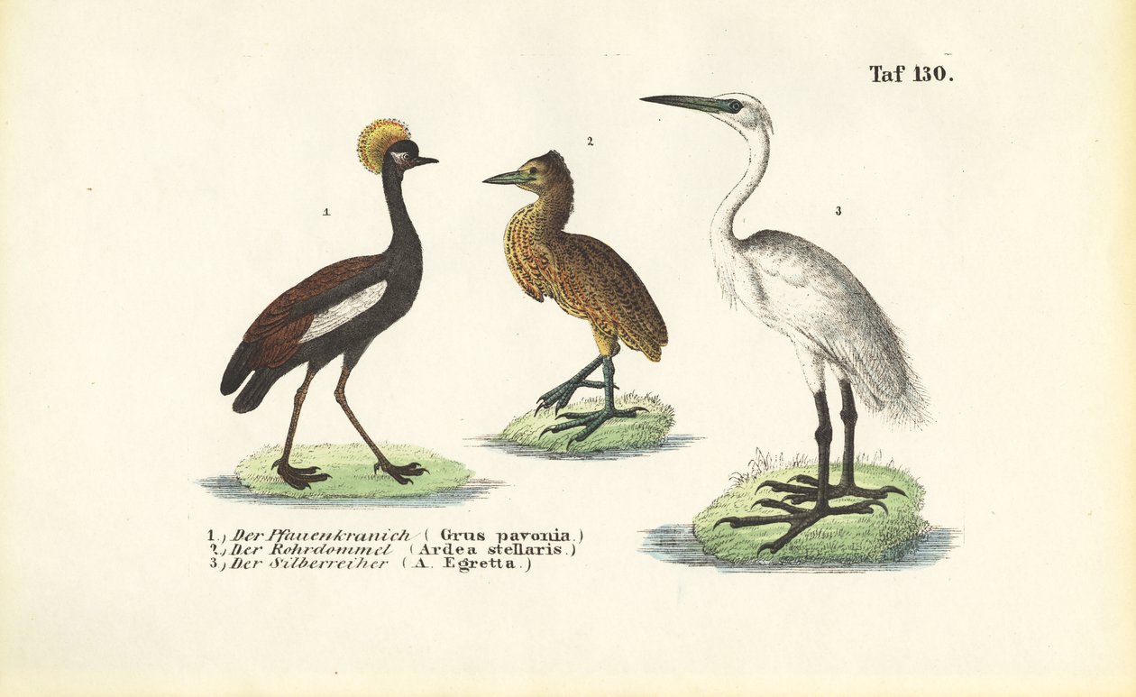 Jeřábi a volavky od J. W. Tenhaeff