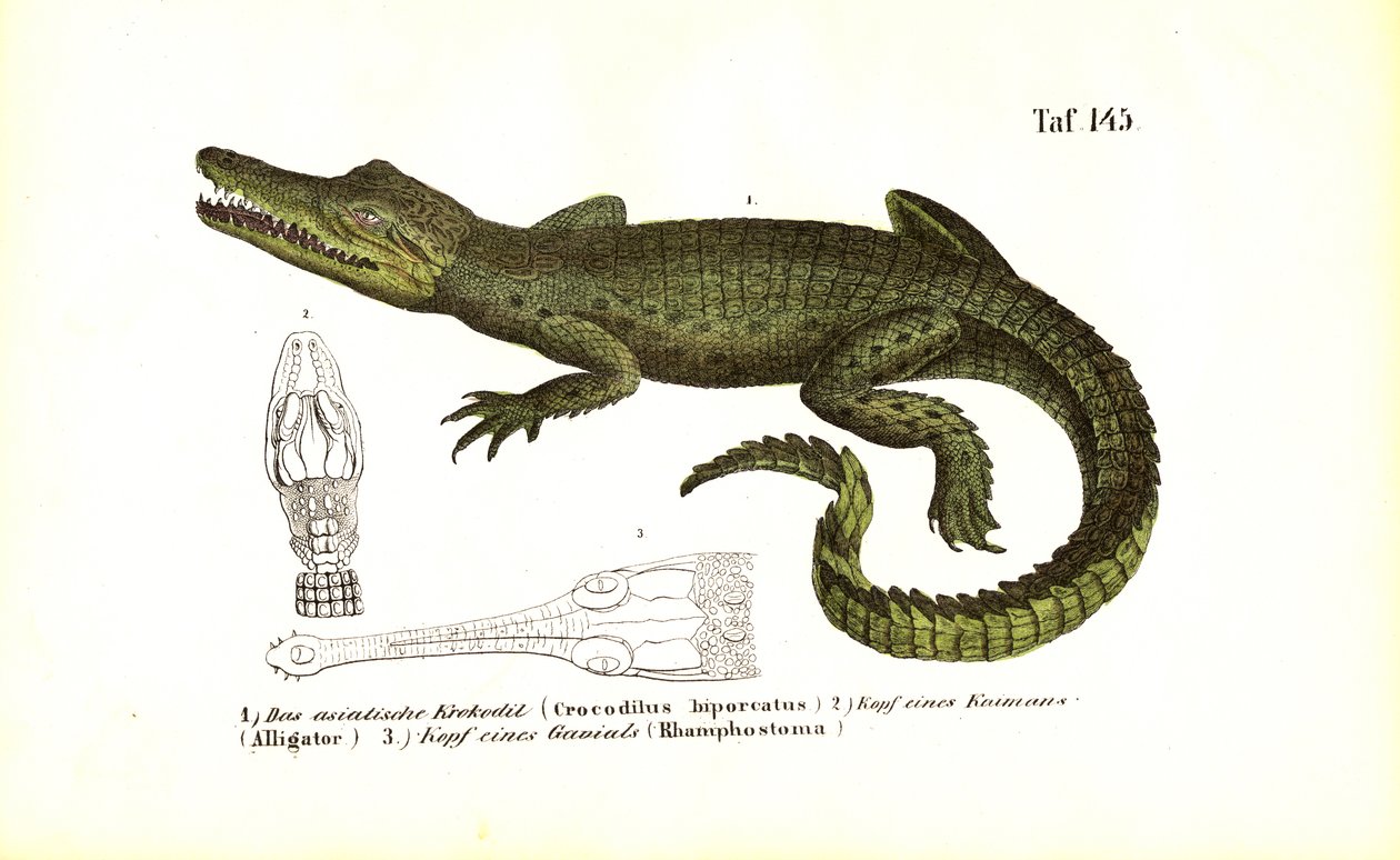 Krokodýli: Krokodýl asijský a srovnávací anatomie lebky od J. W. Tenhaeff