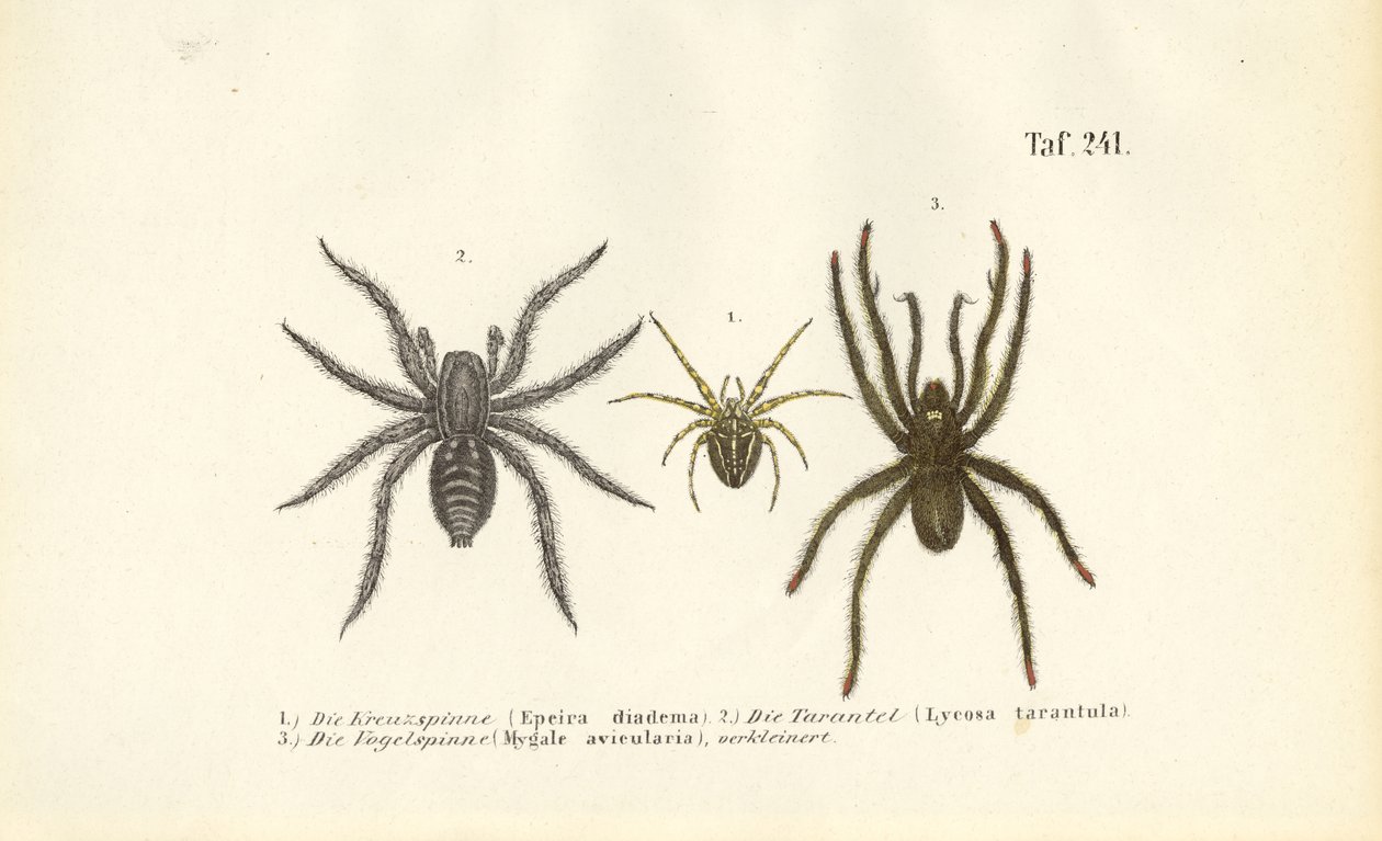 Nebezpečné druhy pavouků od J. W. Tenhaeff