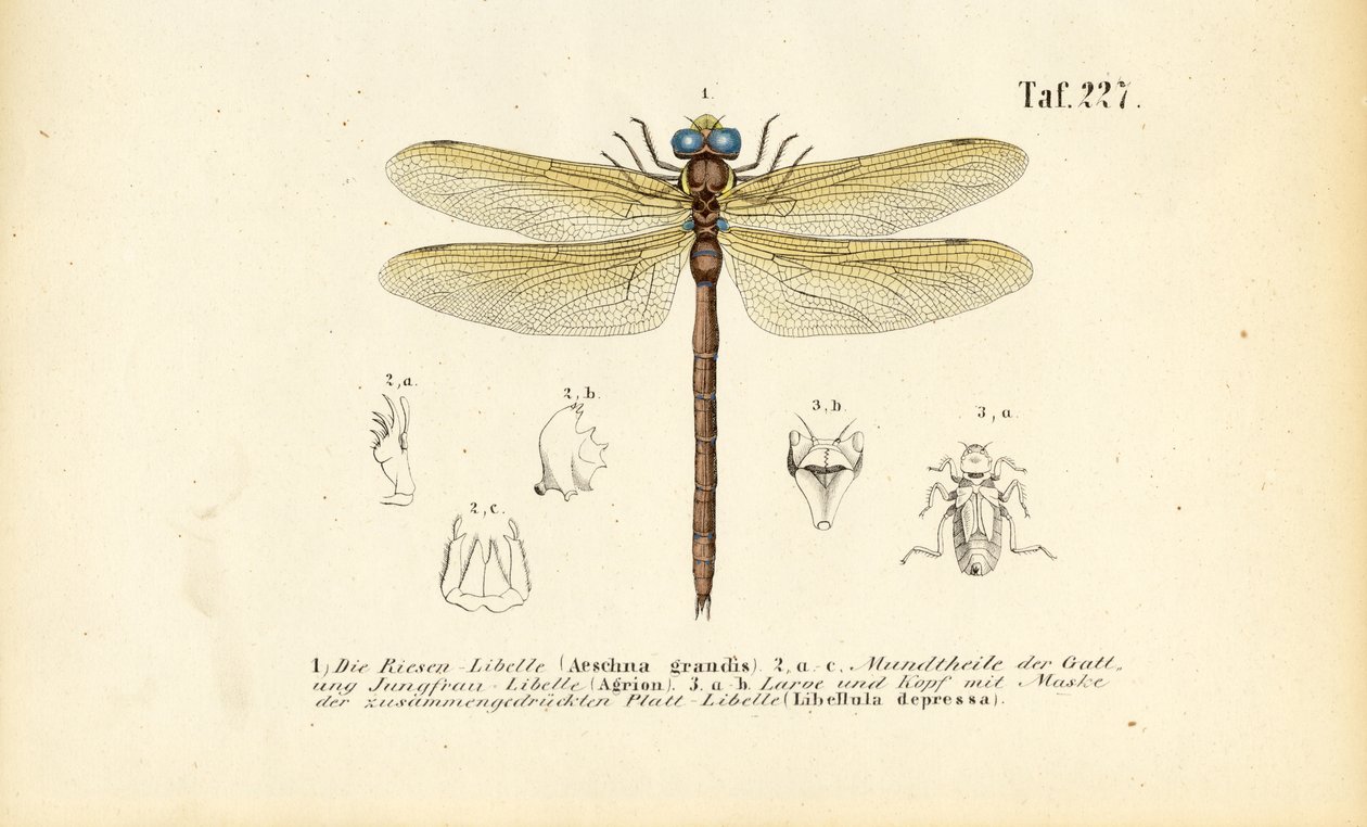Vážky s ústy a larvami od J. W. Tenhaeff