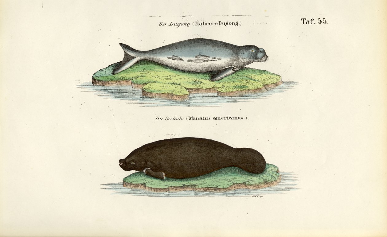 Dugong a kapustňák od J. W. Tenhaeff