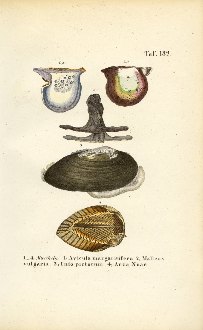 Hospodářsky významné druhy mlžů od J. W. Tenhaeff
