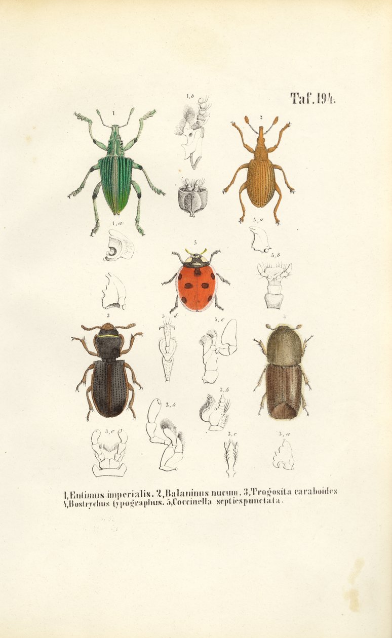 Hospodářsky významné druhy brouků od J. W. Tenhaeff