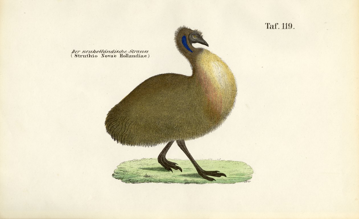 Emu od J. W. Tenhaeff