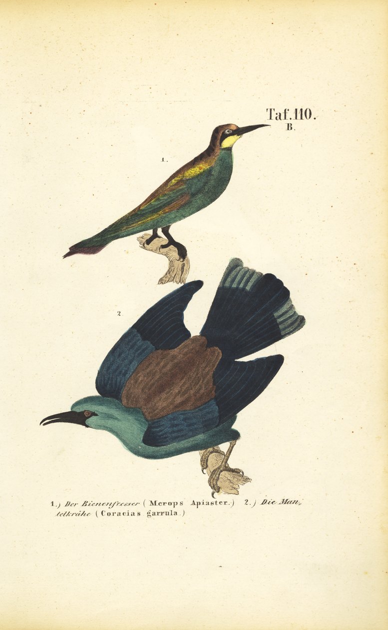 včelojed lesní a včelojed lesní od J. W. Tenhaeff