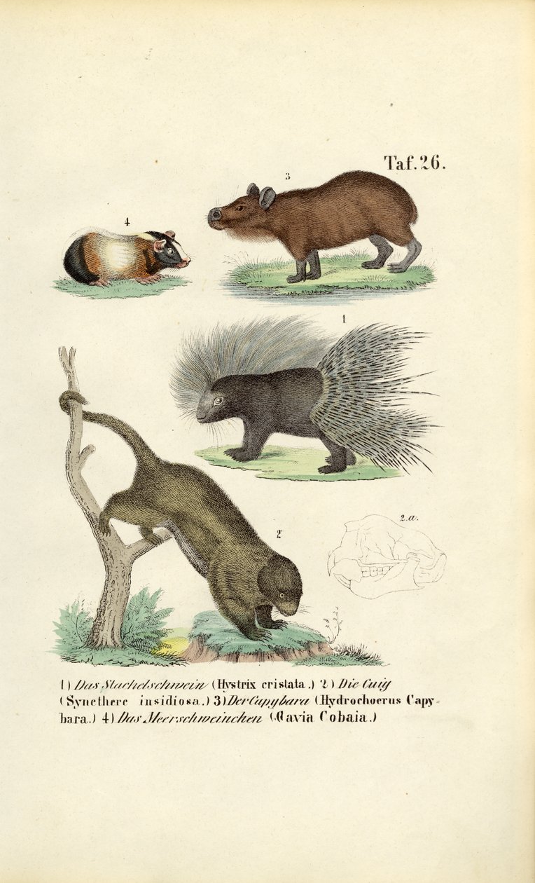 Exotičtí hlodavci od J. W. Tenhaeff