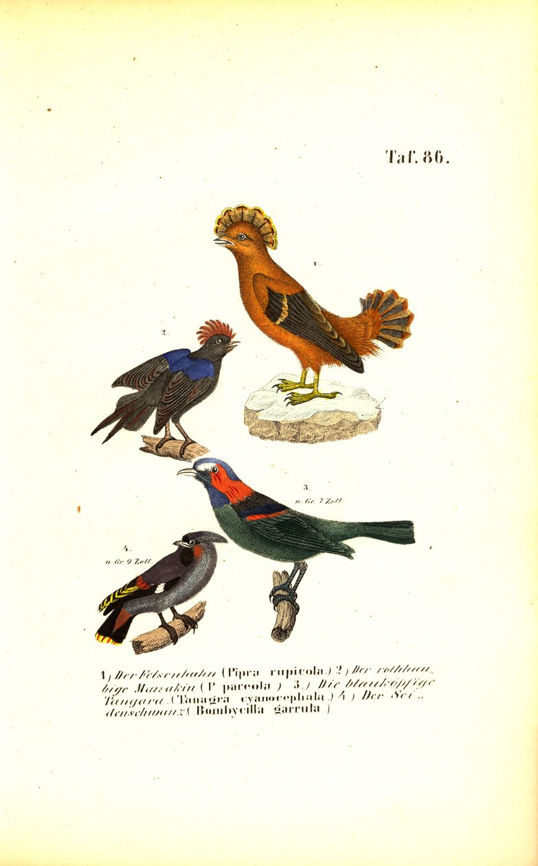 Exotičtí zpěvní ptáci z Jižní Ameriky od J. W. Tenhaeff