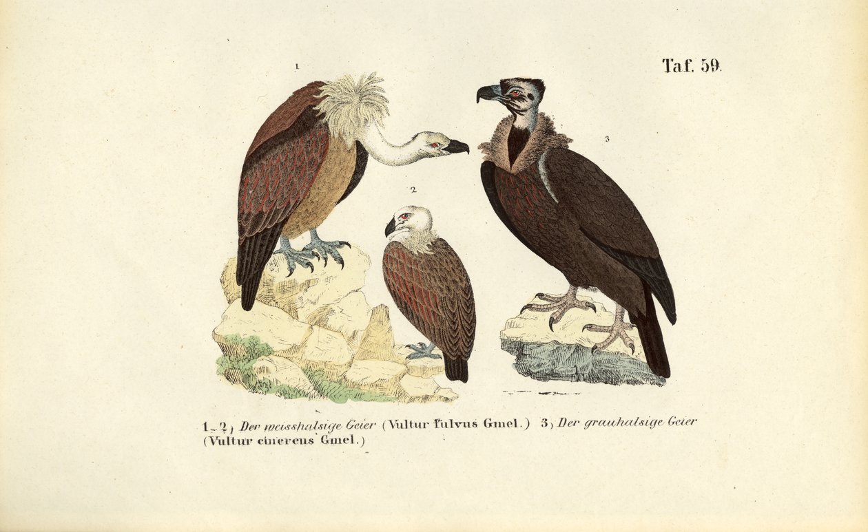 Sup bělohlavý a sup bělohlavý od J. W. Tenhaeff