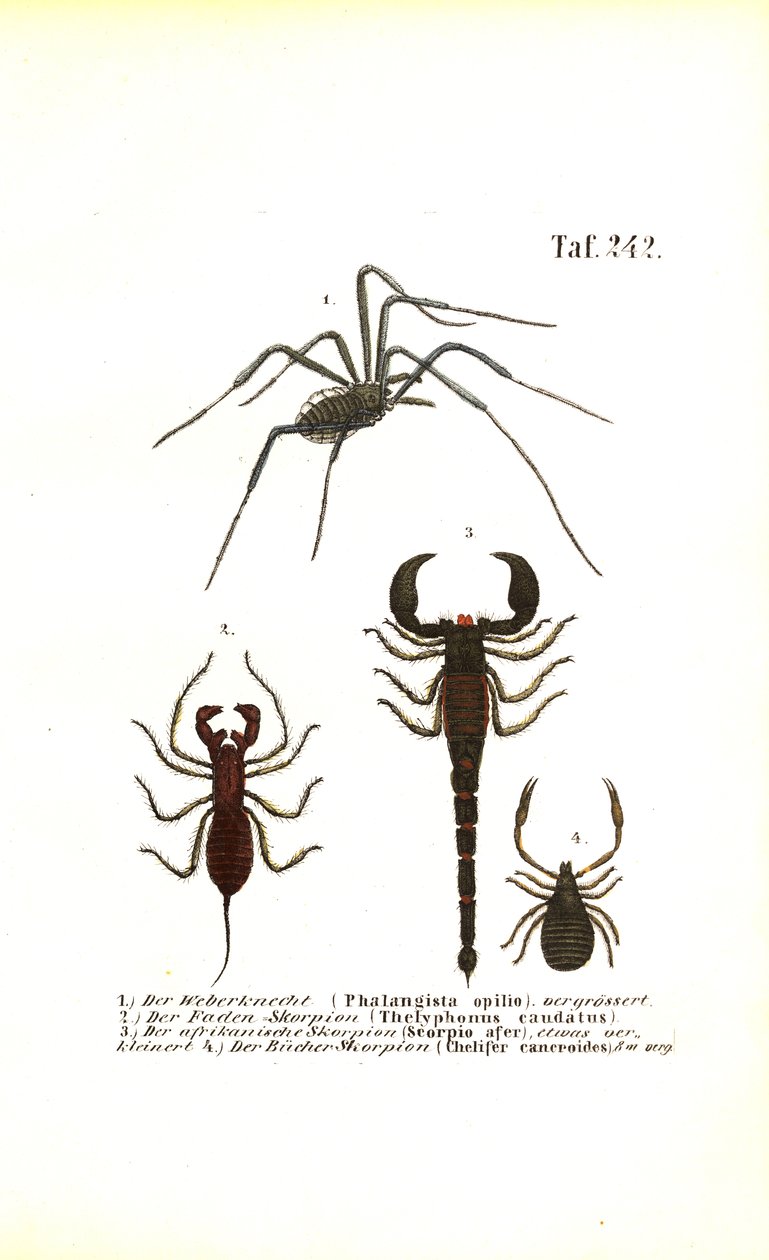 Harvestman a Scorpions od J. W. Tenhaeff