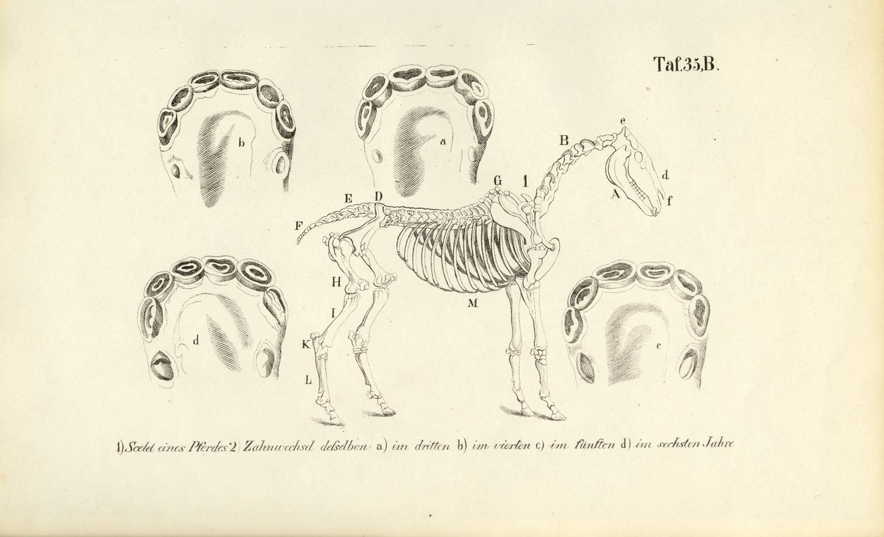 Anatomie koně: vývoj kostry a zubů od J. W. Tenhaeff
