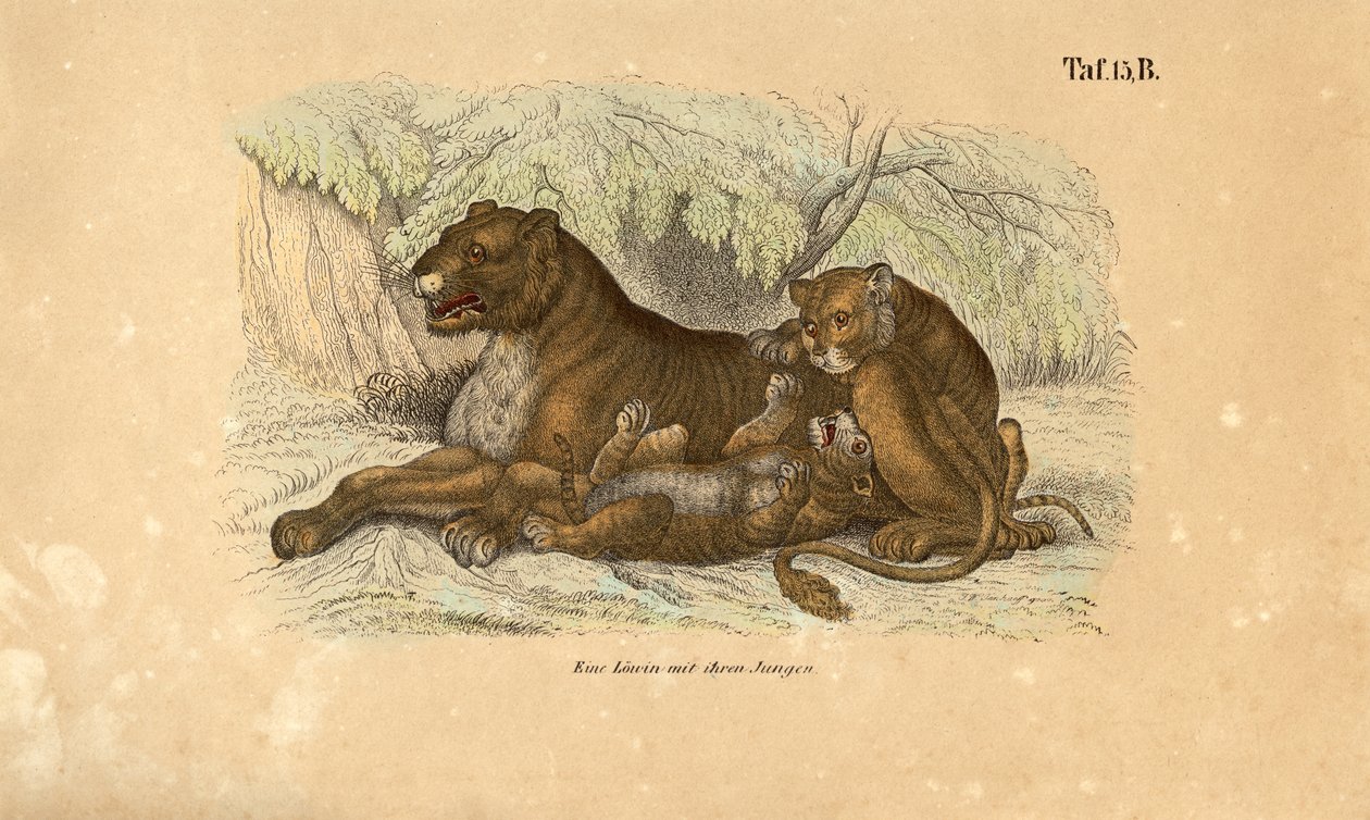 Lvice s mláďaty od J. W. Tenhaeff