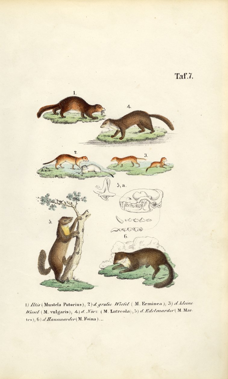 Druhy kun s ilustrací lebky od J. W. Tenhaeff