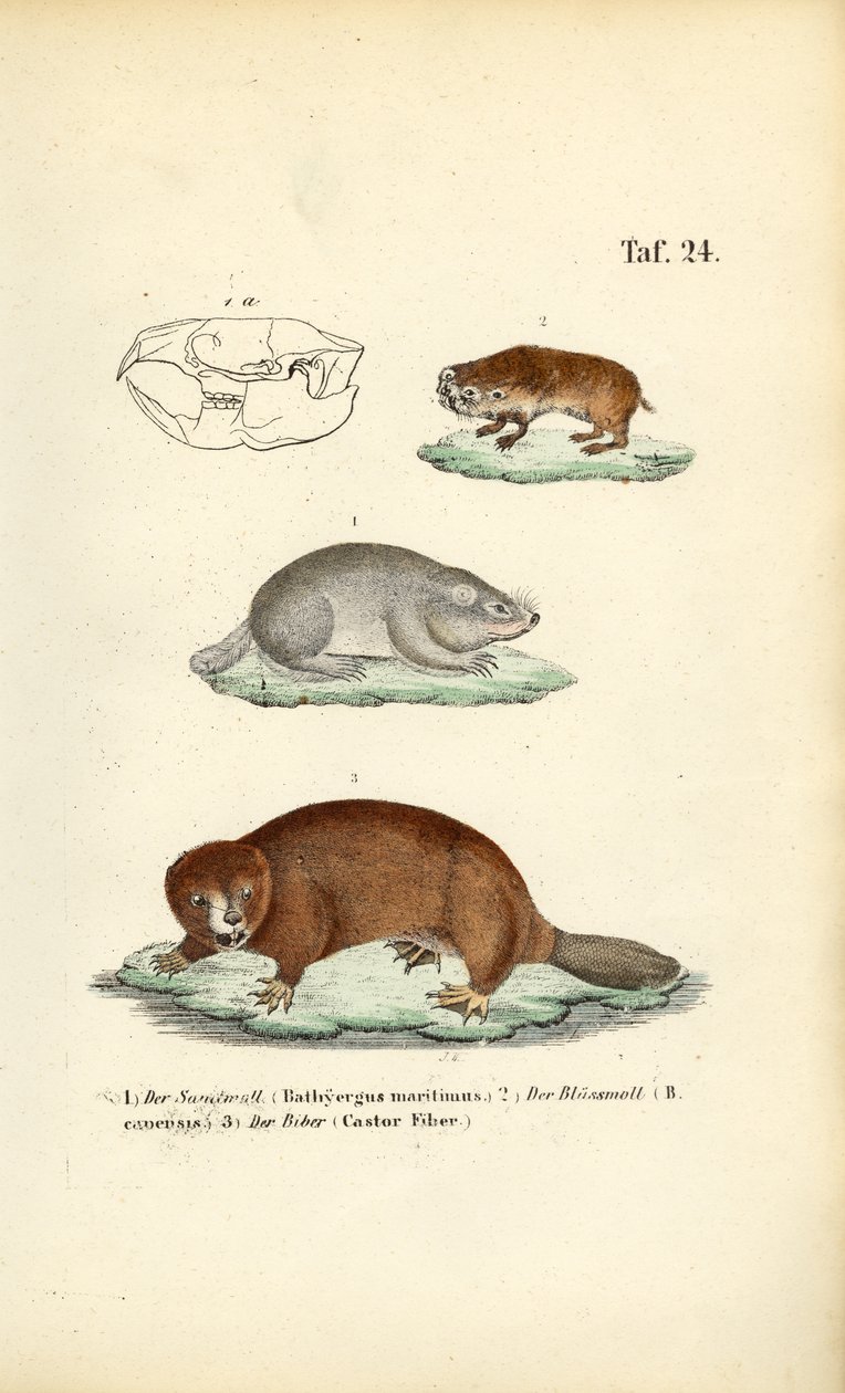 Krtci a bobři od J. W. Tenhaeff