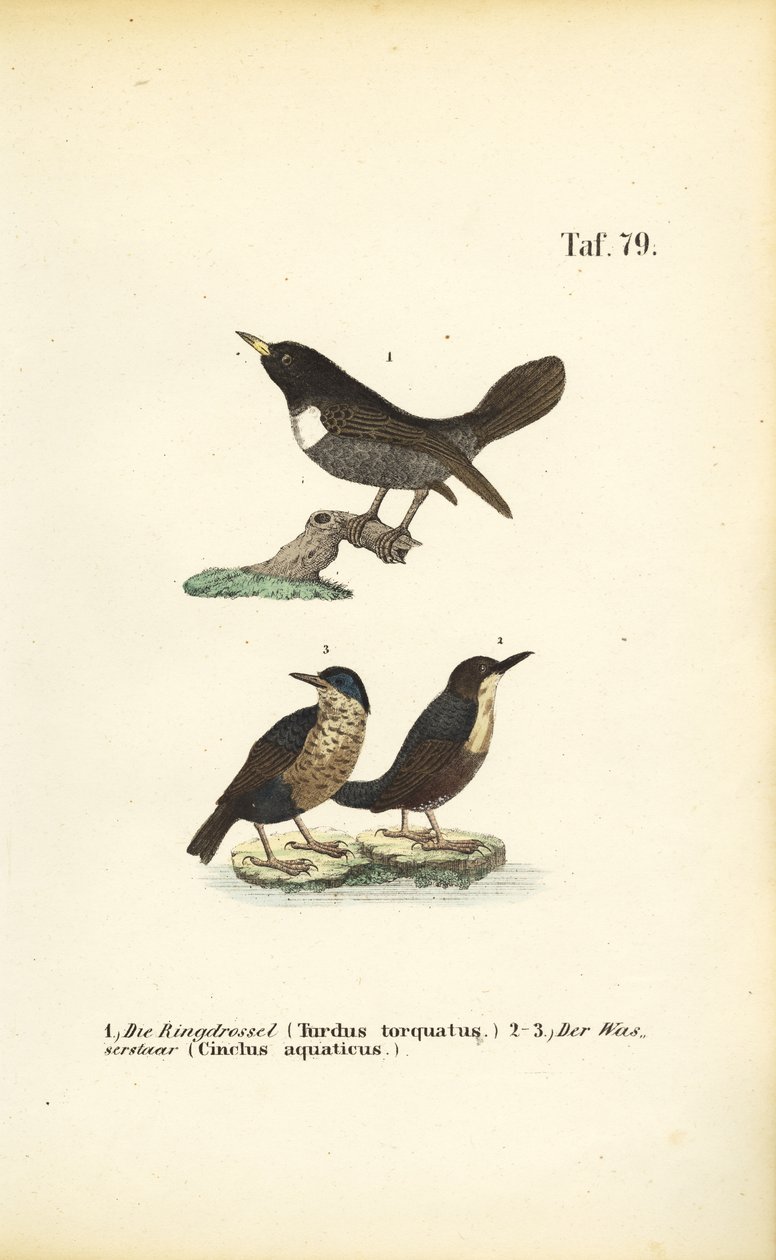 Ouzel kroužkový a bělokur bílý od J. W. Tenhaeff
