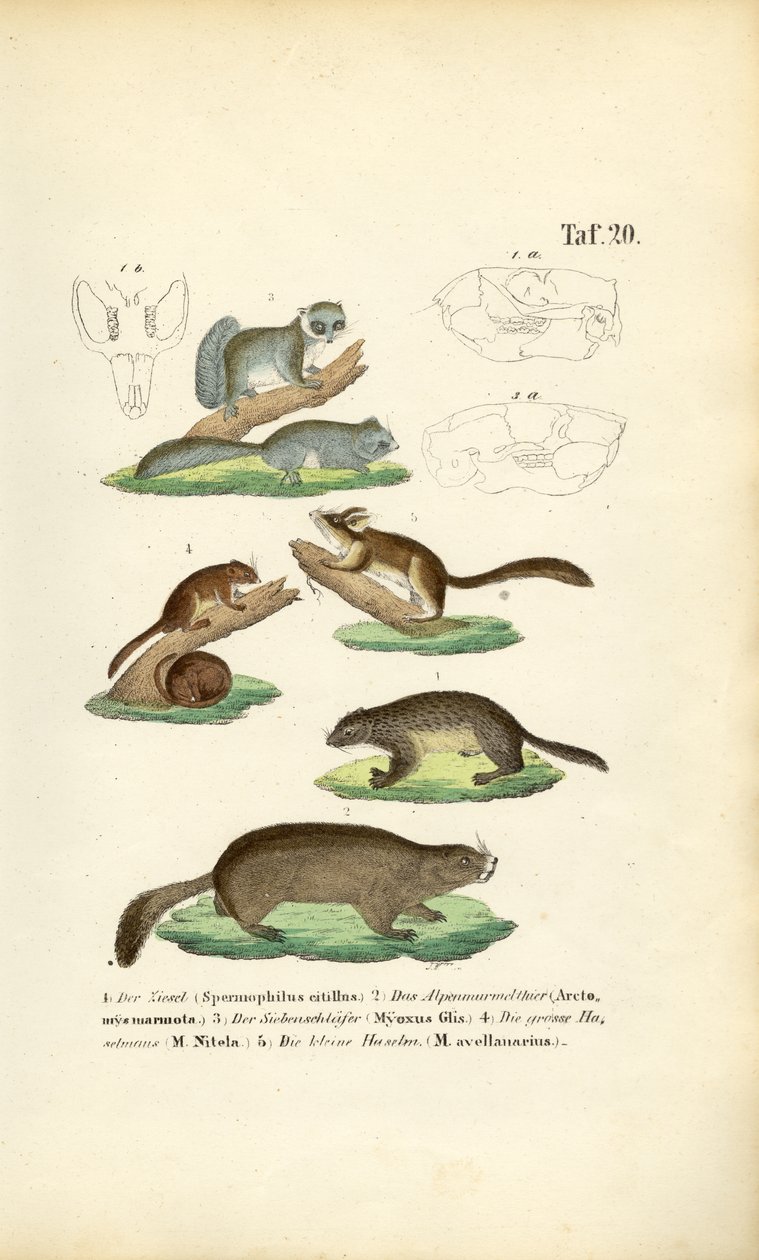 Hlodavci z čeledi veverkovitých a myšovitých od J. W. Tenhaeff