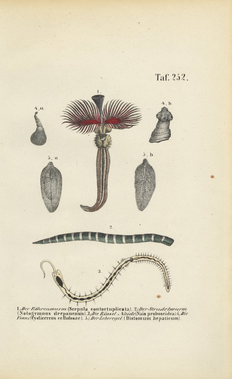 Hlístice, ploché hlístice a parazité od J. W. Tenhaeff