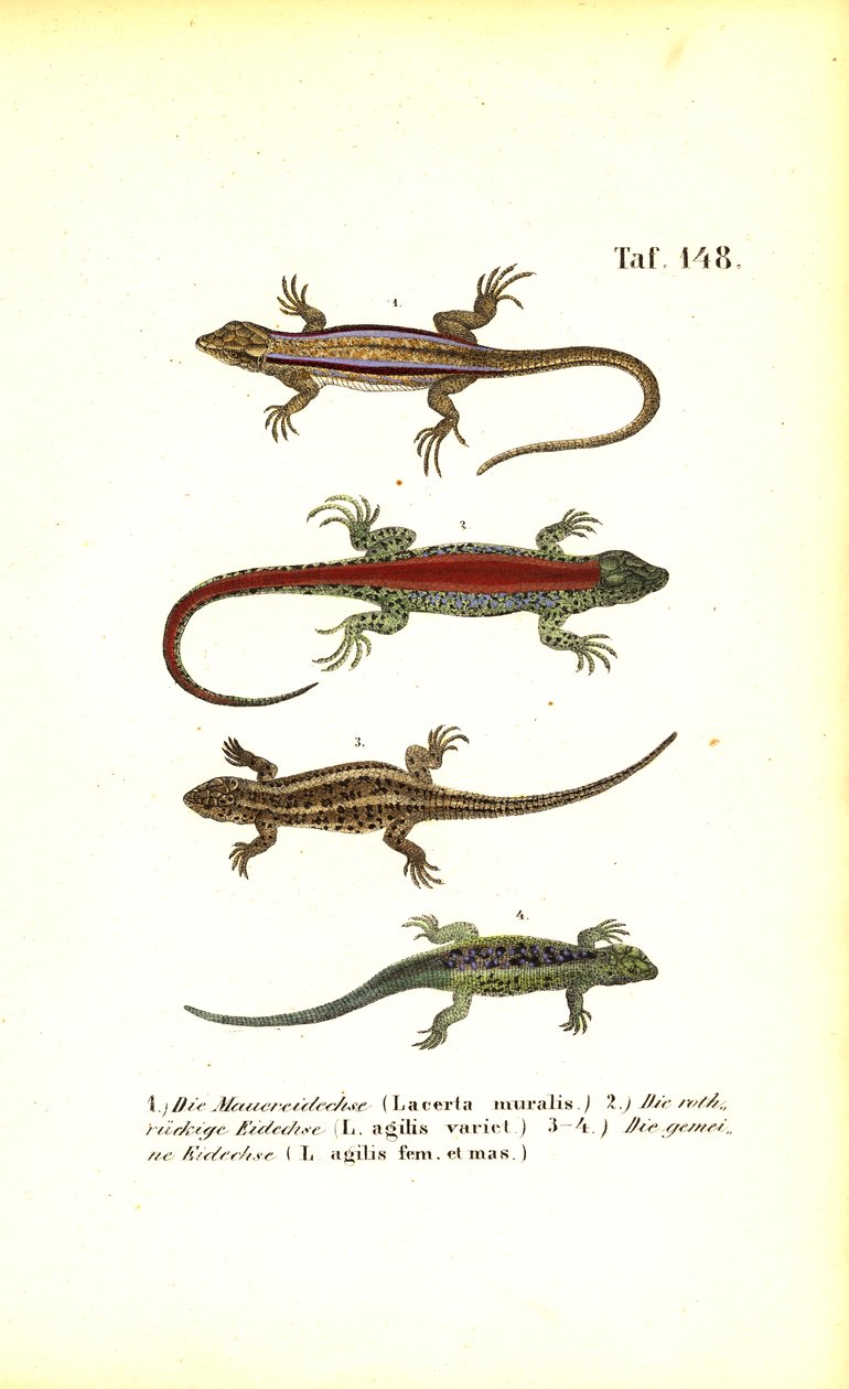 Různé druhy evropských ještěrů od J. W. Tenhaeff