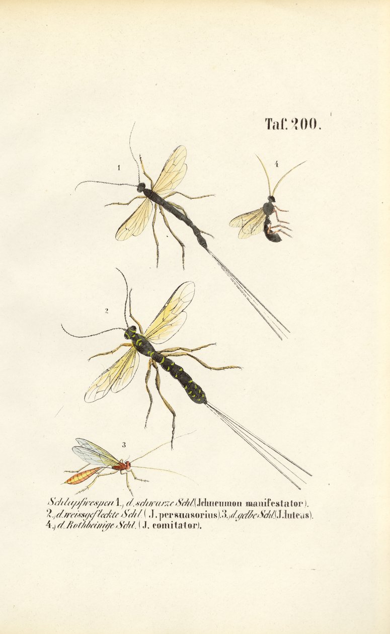 Různé druhy vos ichneumon od J. W. Tenhaeff