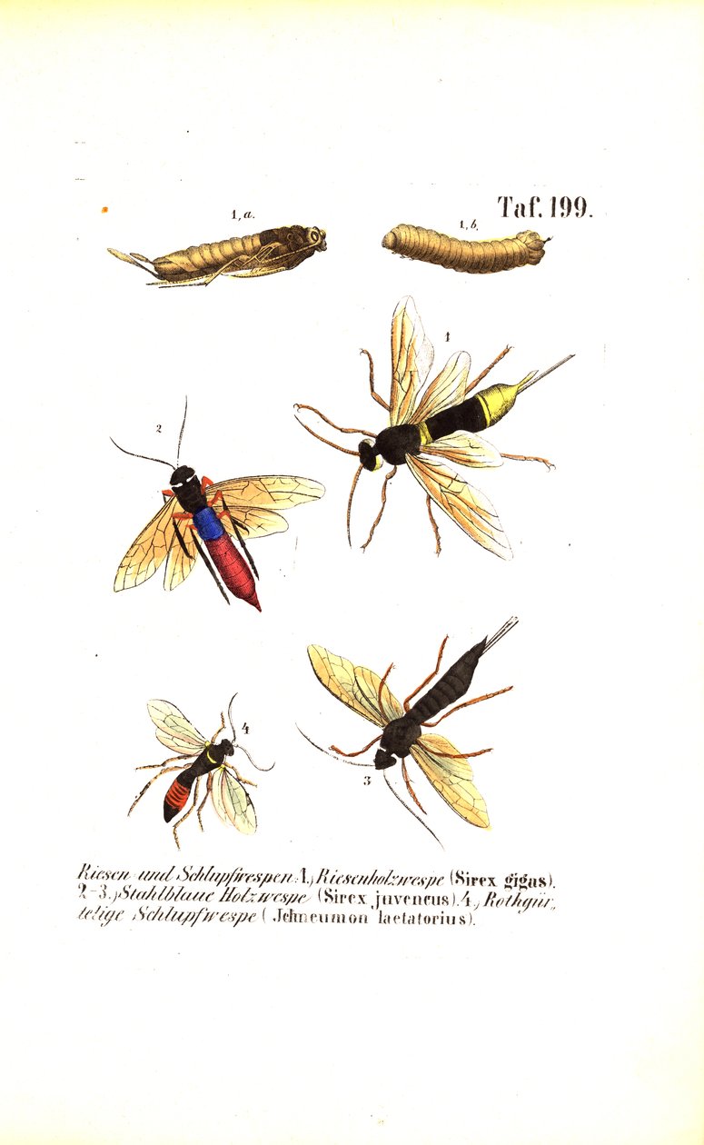 Vosy lesní a vosy rodu Ichneumon od J. W. Tenhaeff
