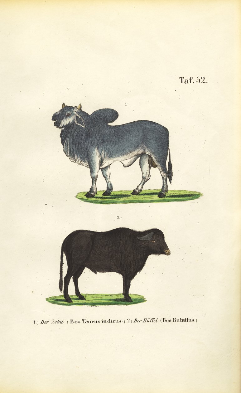 Zebu a buvol od J. W. Tenhaeff