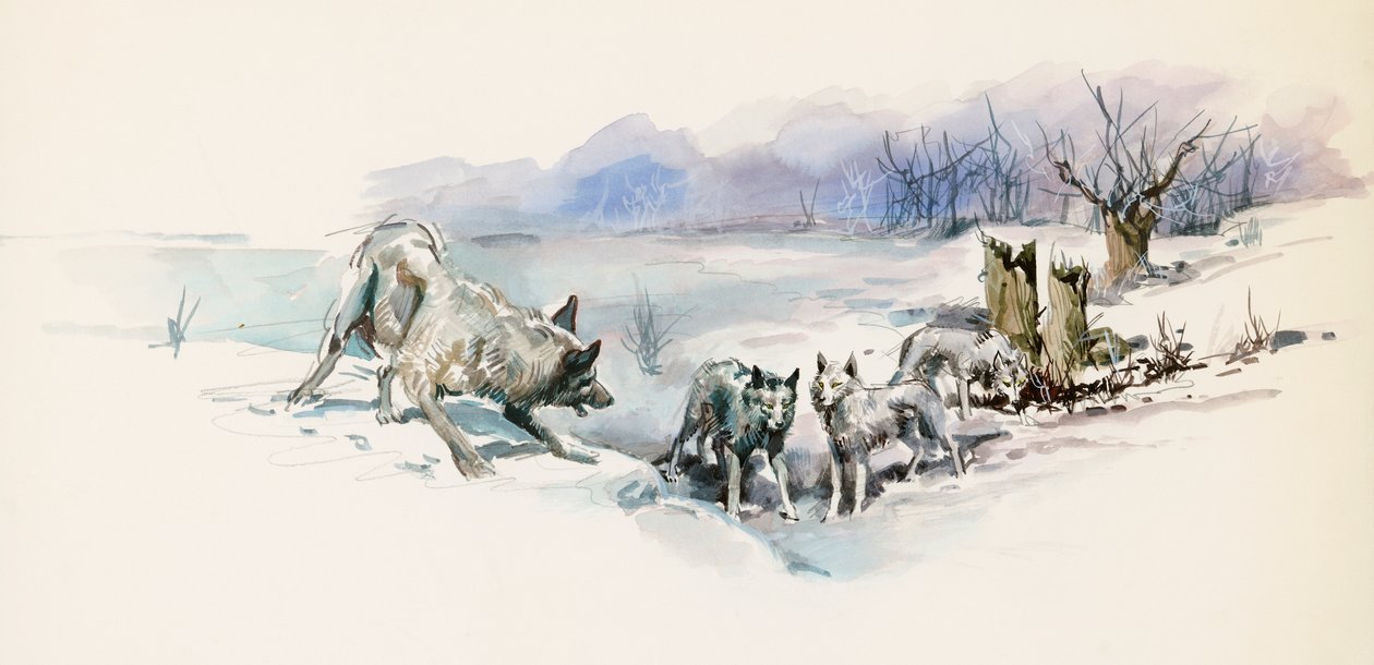 Smečka vlků, z Call of Wild, dobrodružný román Jacka Londona (1876-1916), kresba od Jack London