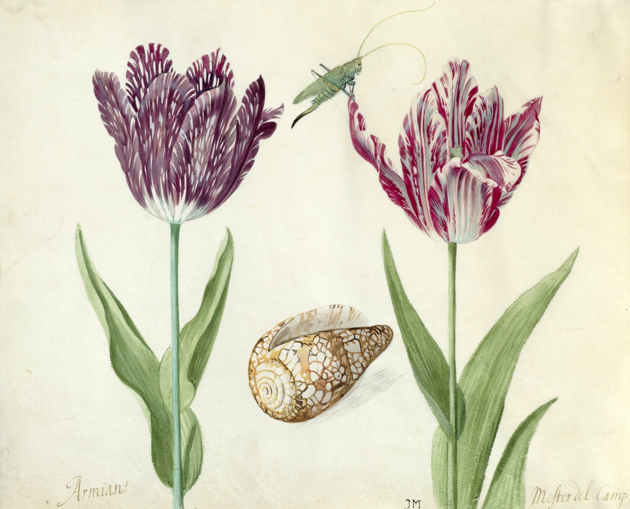 Dva tulipány, mušle a kobylka, 1637-45 (štětec na pergamenu) od Jacob Marrel