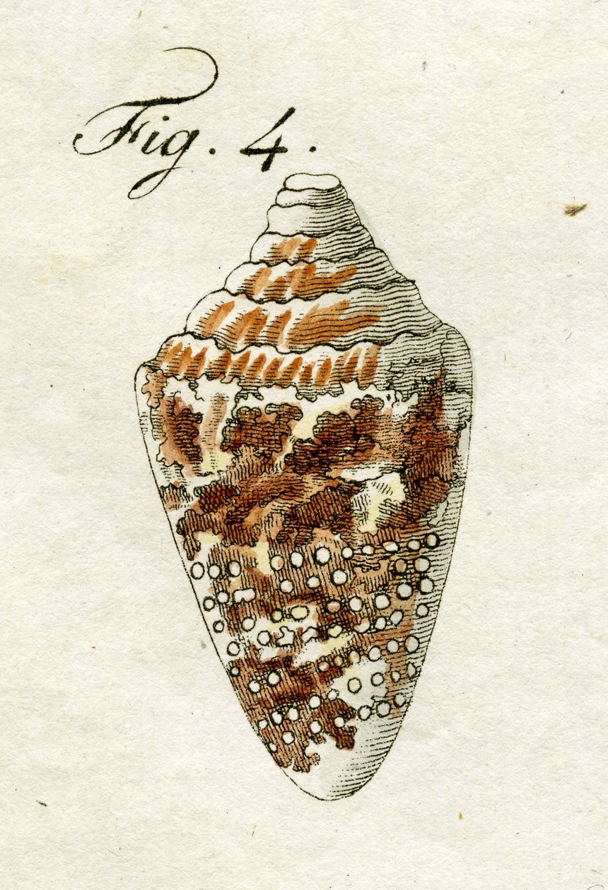 Ilustrace Conus Ammiralis, 1790 (ručně kolorovaná rytina) od Jacob Xavier Schmuzer