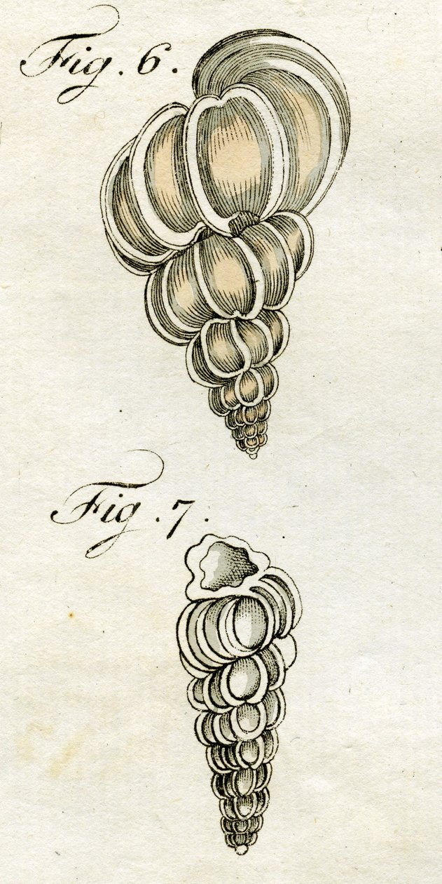 Ilustrace Turbo Scalaris, 1790 (ručně kolorovaná rytina) od Jacob Xavier Schmuzer