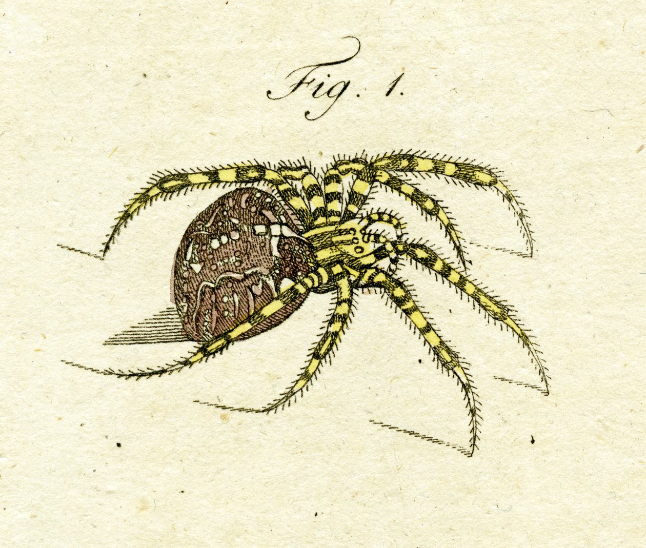 Ilustrace pavouka, 1790 (ručně kolorovaná rytina) od Jacob Xavier Schmuzer