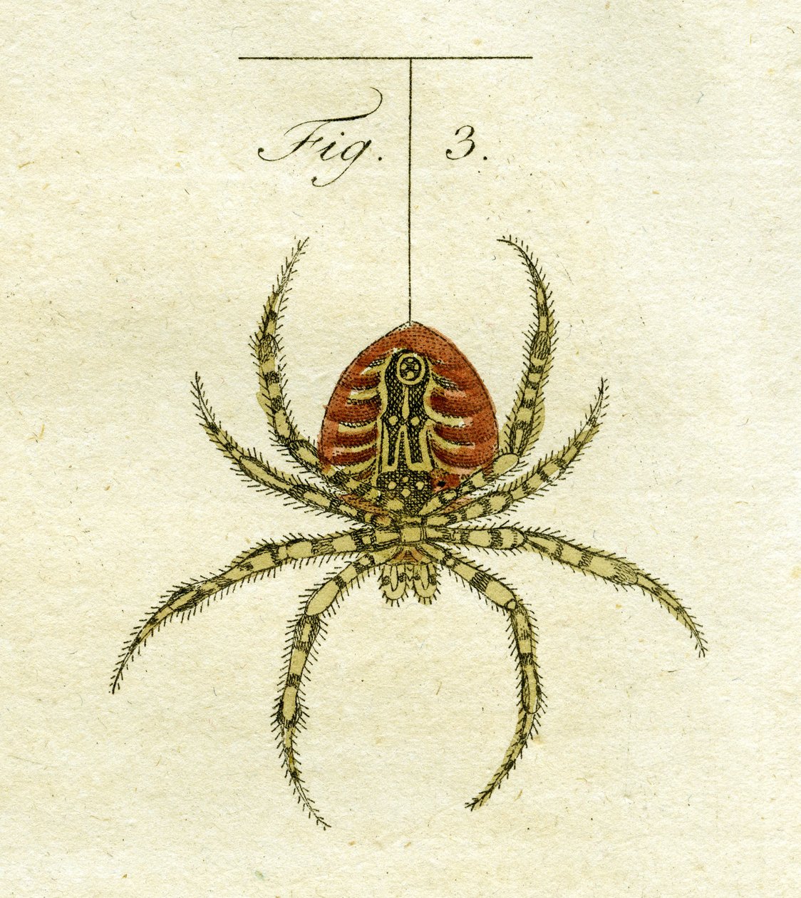 Ilustrace pavouka, 1790 (ručně kolorovaná rytina) od Jacob Xavier Schmuzer
