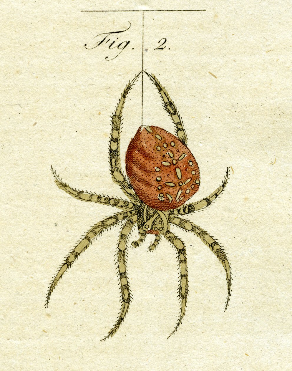 Ilustrace pavouka, 1790 (ručně kolorovaná rytina) od Jacob Xavier Schmuzer