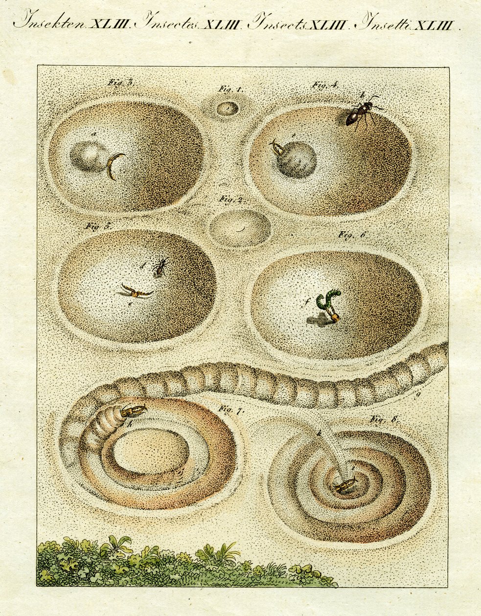 Ilustrace mravenčího lva chytajícího svou kořist, 1790 (ručně kolorovaná rytina) od Jacob Xavier Schmuzer