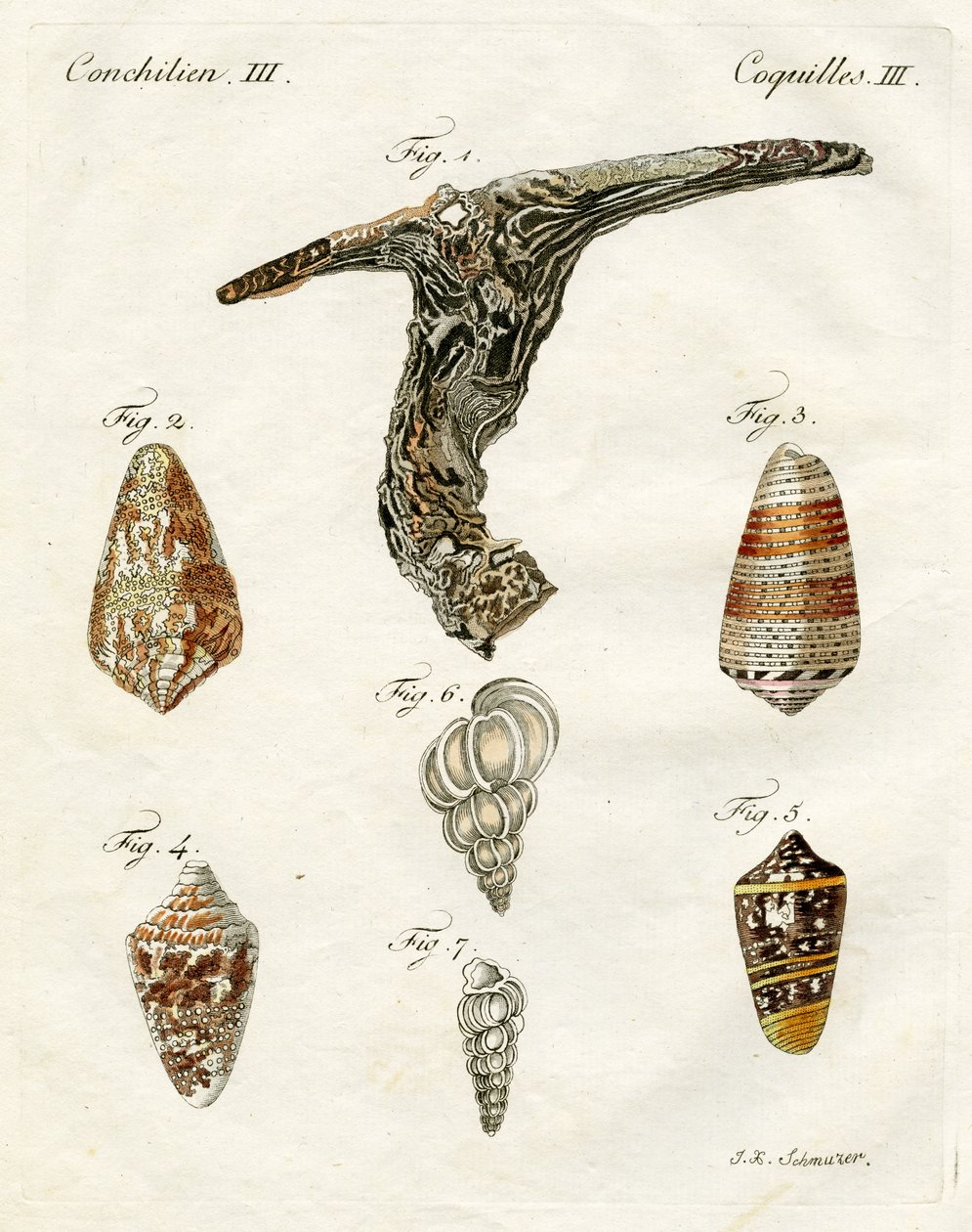 Ilustrace mušlí, 1790 (ručně kolorovaná rytina) od Jacob Xavier Schmuzer