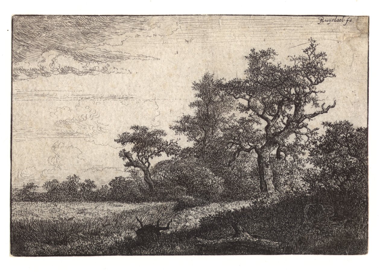 Leptání stromu a obilného pole od Jacob van Ruisdael