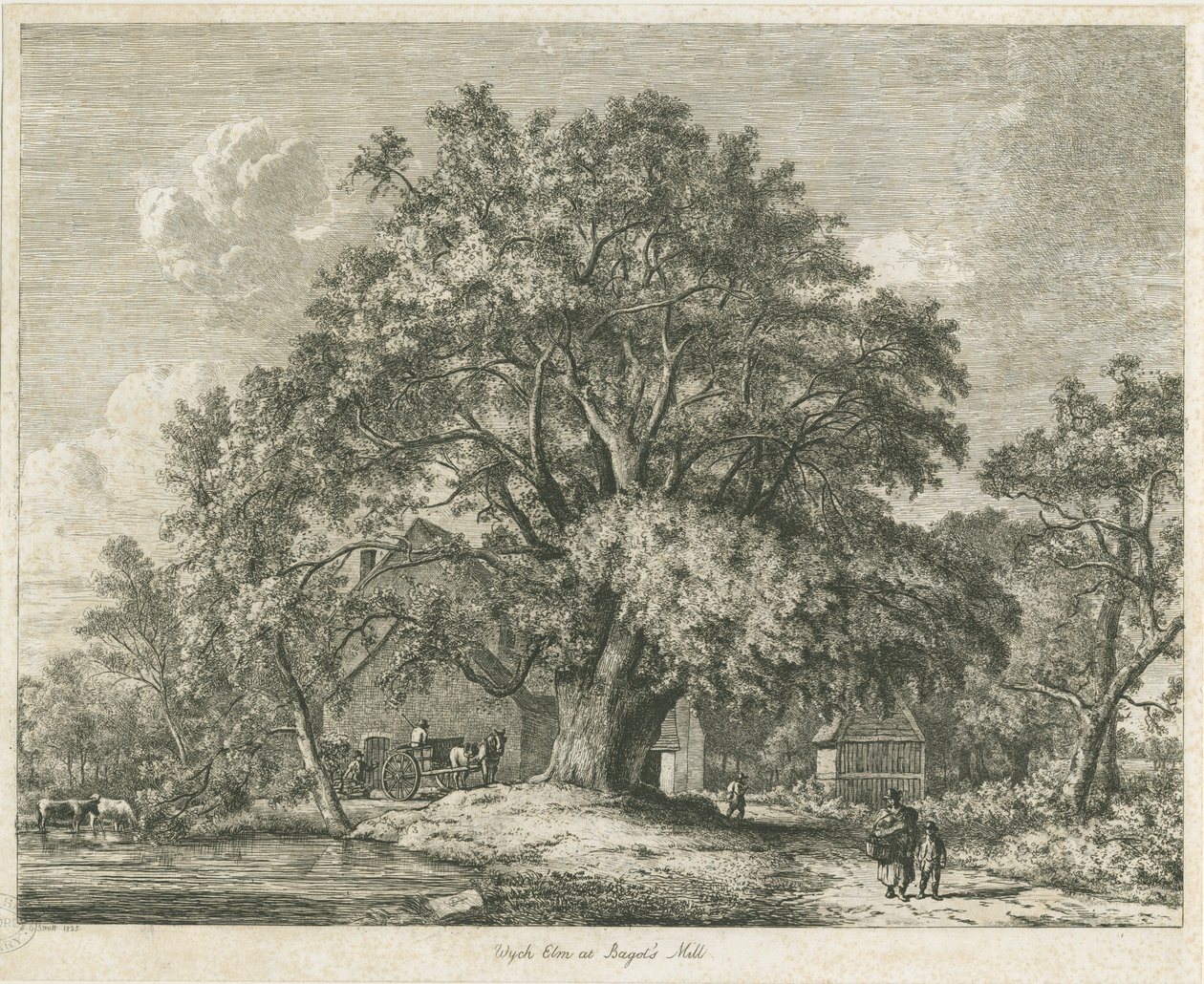 Blithfield - Wych Elm: lept, 1825 od Jacob George Strutt