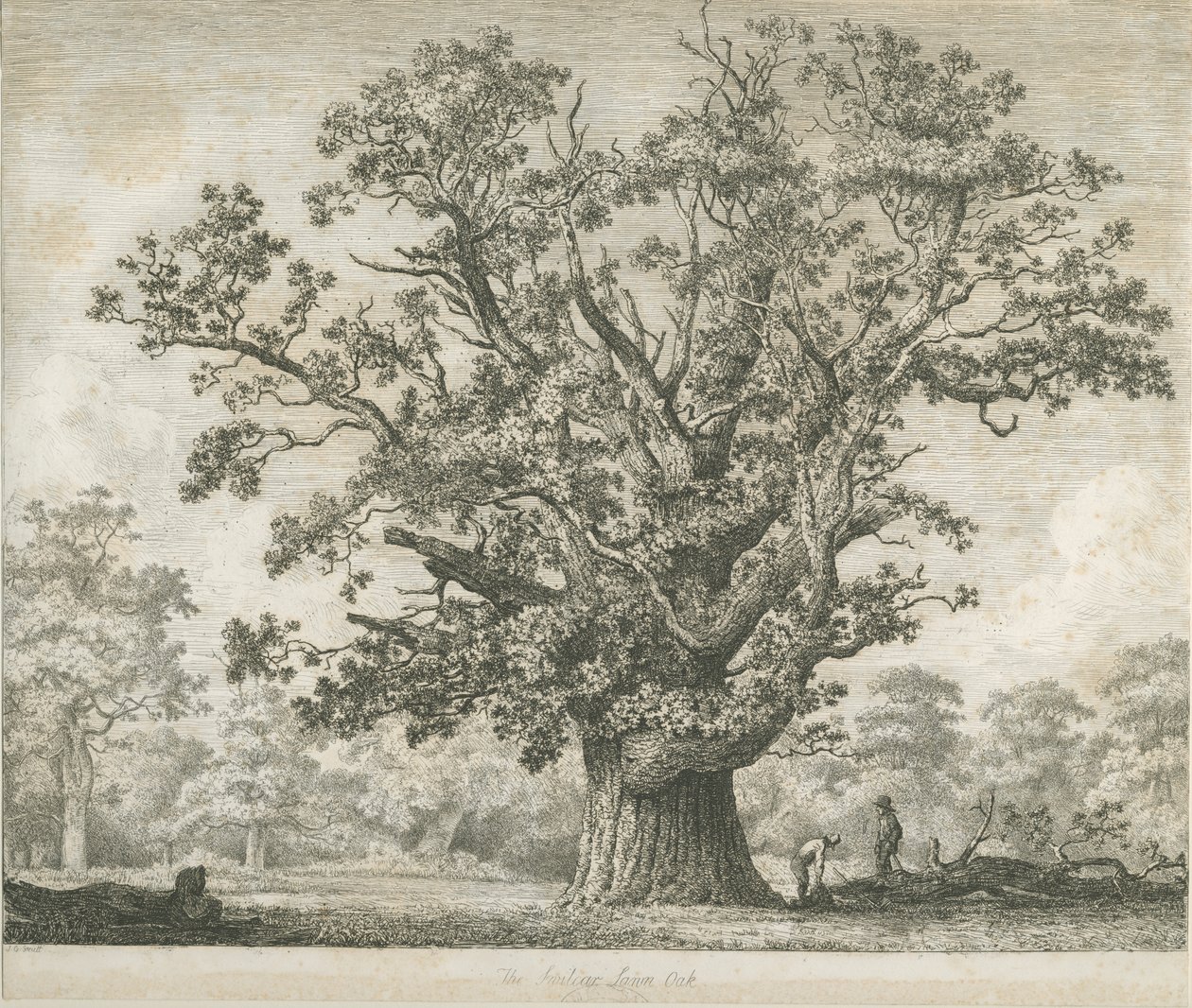 Needwood - Swilcar Oak: lept, nd [c 1820-1850] od Jacob George Strutt